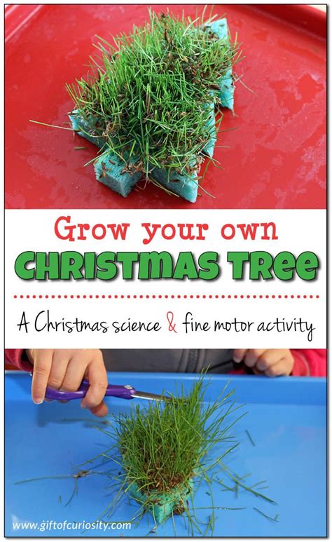 Create Lasting Memories with a Magical Growing Xmas Tree